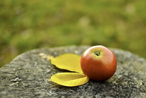 stock image Red apple