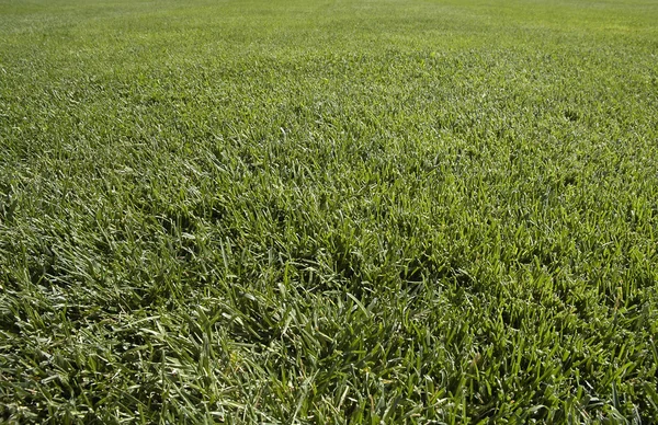 stock image Grass patern