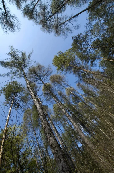 stock image In the woods