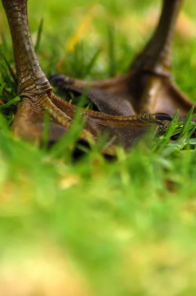 stock image Duck feet