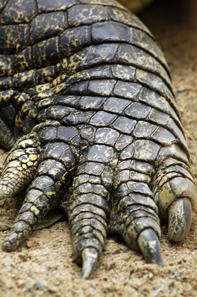 stock image Crock leg detail