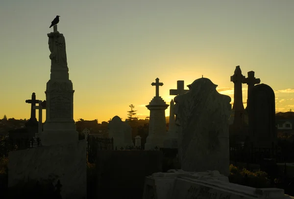 Crow at graveyard — Stock Photo, Image