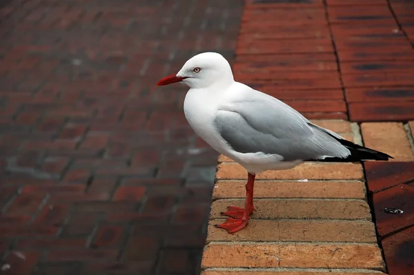 Sea gull — Stock fotografie