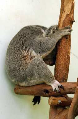 Sleeping koala clipart