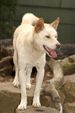 Avustralya dingo