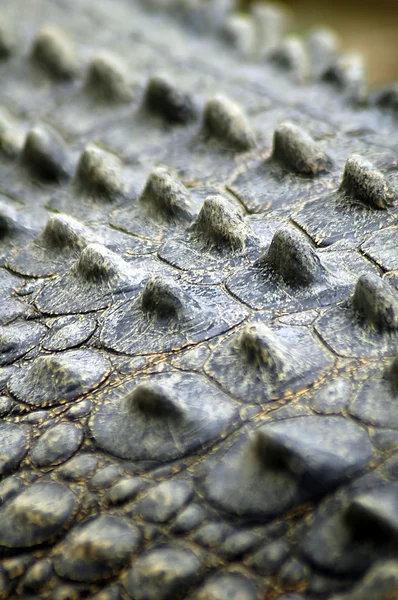 Skóra krokodyla — Zdjęcie stockowe