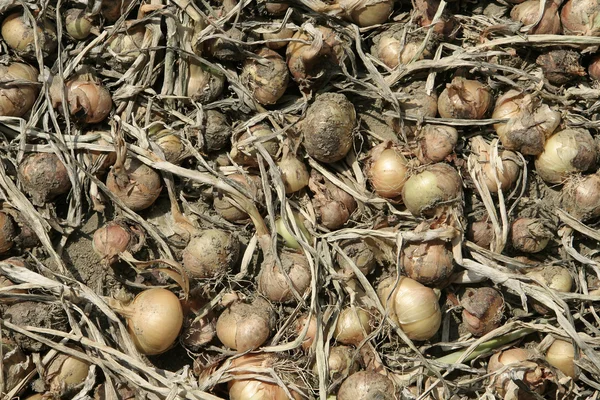 Onions background — Stock Photo, Image