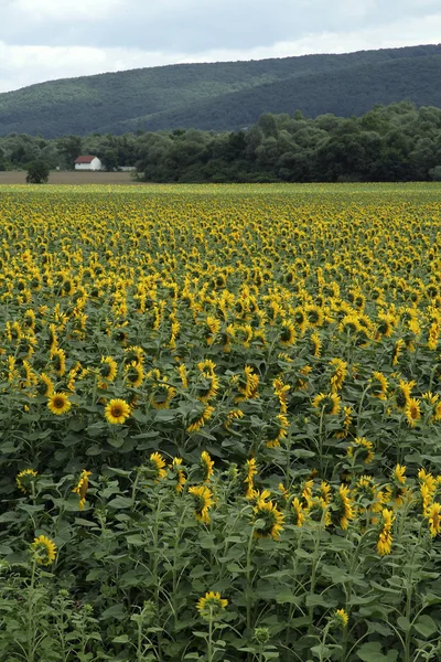 stock image Sunflower field