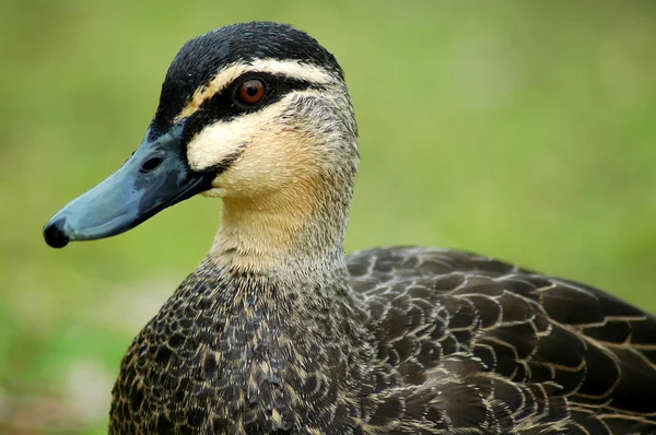Duck detail — Stock Photo, Image