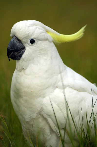 Detalhe papagaio — Fotografia de Stock