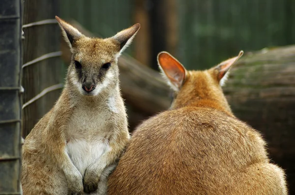 Kangoeroes in dierentuin — Stockfoto