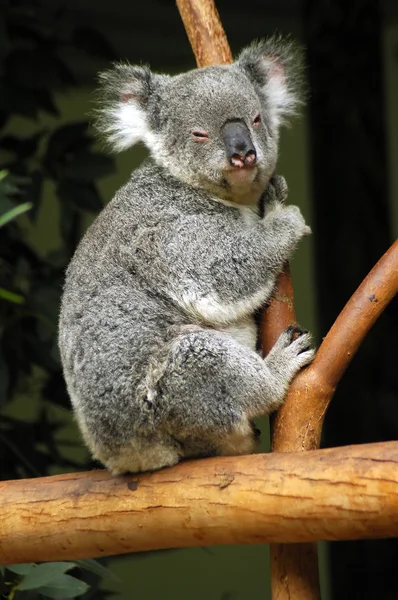 Koala σε ένα δέντρο — Φωτογραφία Αρχείου