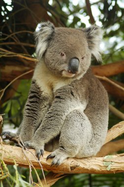 Koala clipart