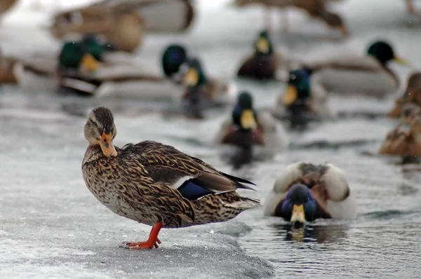 Ducks in winter — Stock Photo, Image