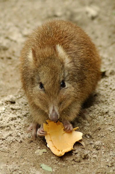 Brown mouse — Stock Photo, Image