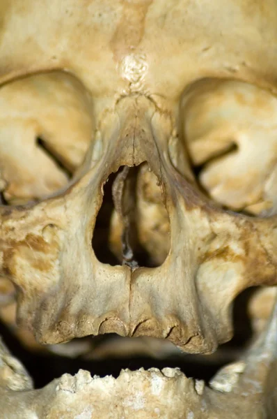 Detalle del cráneo — Foto de Stock