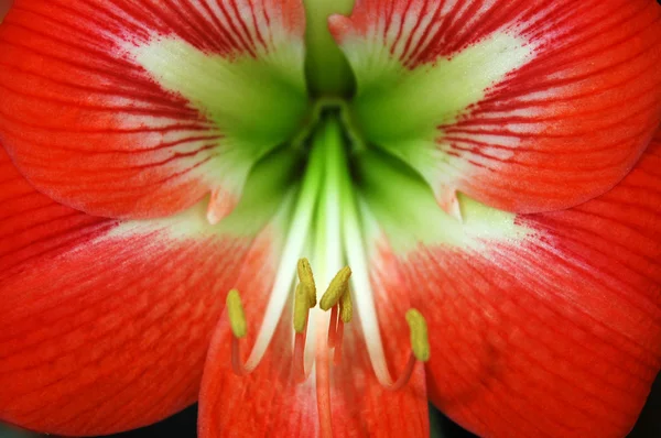 Dettaglio fiore rosso — Foto Stock