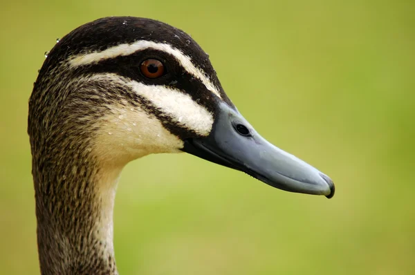 Duck head — Stock Photo, Image
