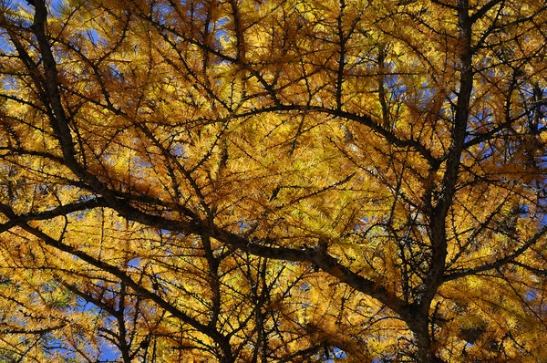 Colori d'autunno — Stock fotografie