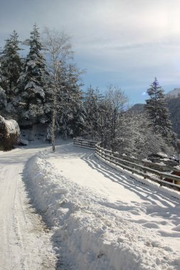 Alberi innevati