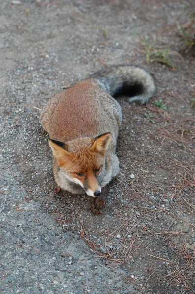 Volpe fox — Stock Photo, Image