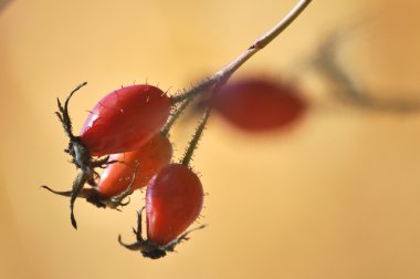 Bacche rosse