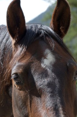 Cavallo.