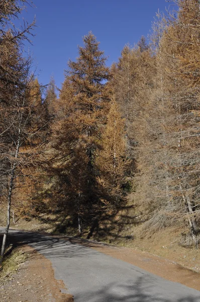 Alberi autunno içinde