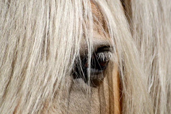 Occhio del cavallo Stockbild