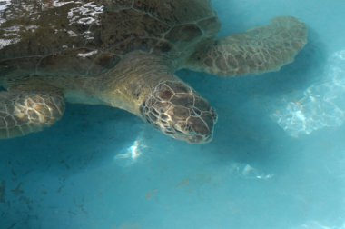 Tartaruga Caretta Caretta