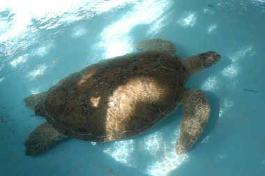 Tartaruga Caretta Caretta