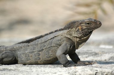 Iguana