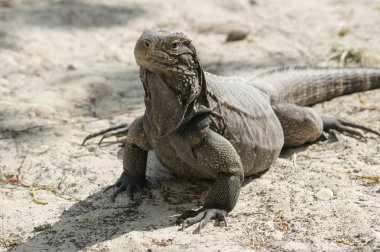 Iguana