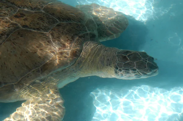 Tartaruga Caretta Caretta — Stock Photo, Image