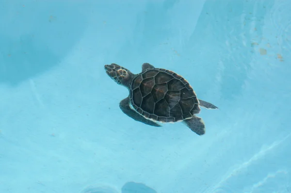 stock image Tartaruga Caretta Caretta