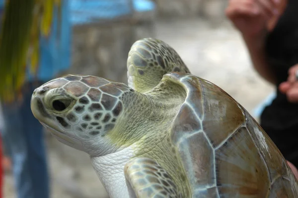 Tartaruga Caretta Caretta — Stock Photo, Image