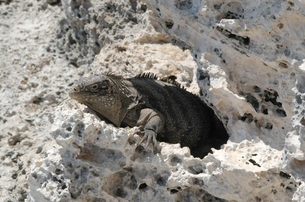 stock image Iguana