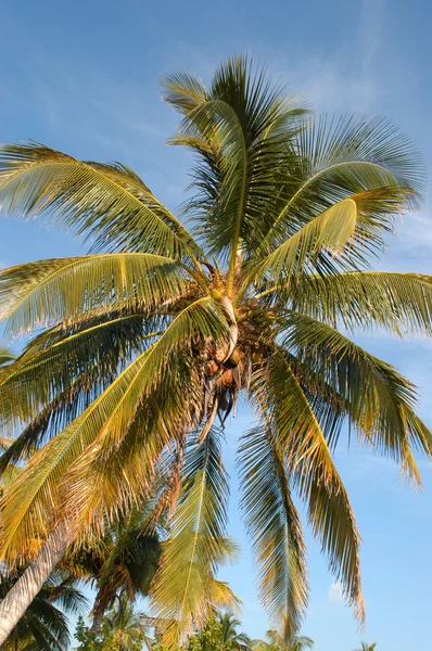 Palma ai caraibi — Stock Photo, Image