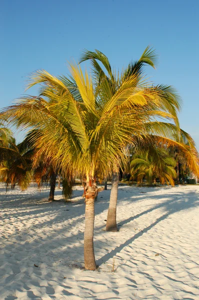 Пальма ai caraibi — стокове фото