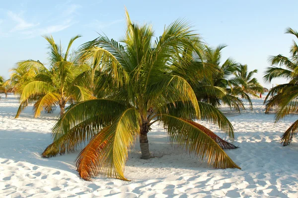 Пальма ai caraibi — стокове фото