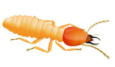 Termite clipart