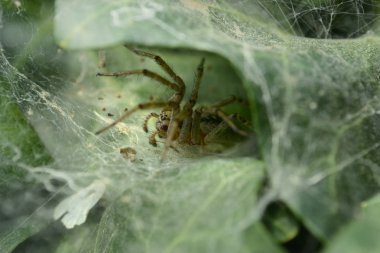 Makro örümcek ağı