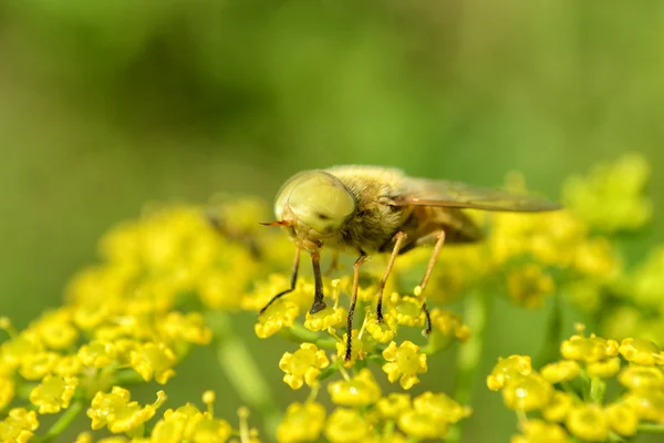 Gad-sarı çiçek sineği — Stok fotoğraf