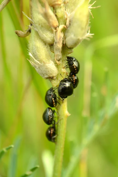 Many beetles are on a stem