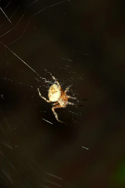 Teia de aranha fundo marrom — Fotografia de Stock
