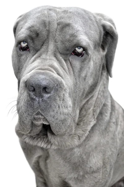 大きな灰色犬 — ストック写真