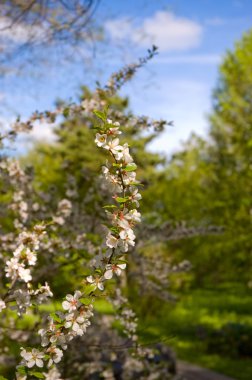 Flowers of cherry and blue sky