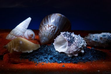 Still life with seashells