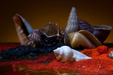 Still life with seashells