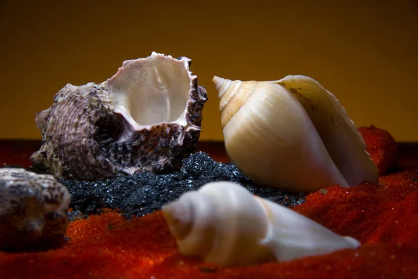 stock image Still life with seashells